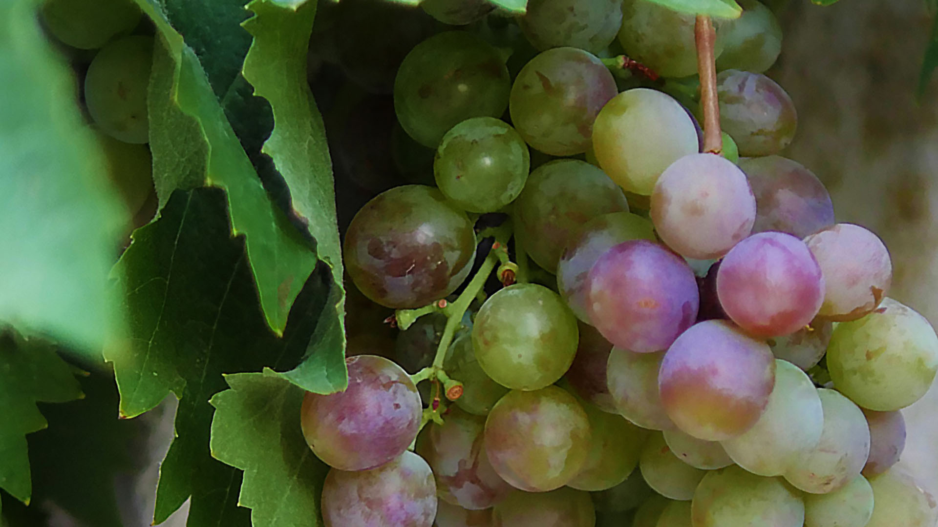 Weintrauben weißer Rebsorte für Federweißer mit grünen Blättern. Detail.