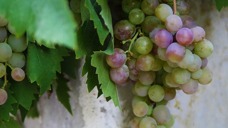 Weinrebe mit reifen Trauben für Federweißer an heller Mauer. Detail.
